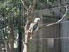 ueno_zoo_0045_mini.jpg