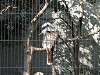 ueno_zoo_0046_mini.jpg