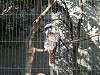 ueno_zoo_0047_mini.jpg