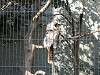 ueno_zoo_0049_mini.jpg