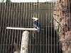 ueno_zoo_0052_mini.jpg