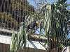 ueno_zoo_0058_mini.jpg