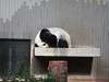 ueno_zoo_0061_mini.jpg