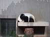 ueno_zoo_0063_mini.jpg