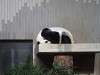 ueno_zoo_0064_mini.jpg