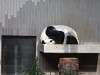 ueno_zoo_0067_mini.jpg