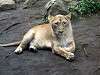 ueno_zoo_0074_mini.jpg