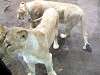 ueno_zoo_0075_mini.jpg