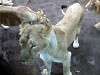 ueno_zoo_0076_mini.jpg