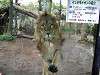 ueno_zoo_0077_mini.jpg