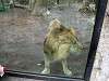 ueno_zoo_0078_mini.jpg