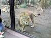 ueno_zoo_0079_mini.jpg