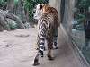 ueno_zoo_0081_mini.jpg