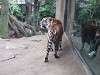 ueno_zoo_0082_mini.jpg