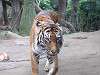 ueno_zoo_0083_mini.jpg