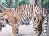ueno_zoo_0084_mini.jpg