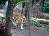ueno_zoo_0086_mini.jpg