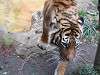 ueno_zoo_0087_mini.jpg
