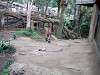 ueno_zoo_0088_mini.jpg