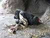 ueno_zoo_0094_mini.jpg