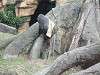 ueno_zoo_0097_mini.jpg