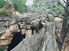 ueno_zoo_0098_mini.jpg