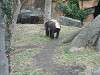 ueno_zoo_0101_mini.jpg