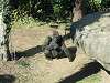 ueno_zoo_0104_mini.jpg
