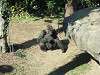 ueno_zoo_0105_mini.jpg
