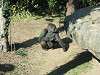 ueno_zoo_0106_mini.jpg