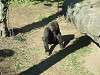 ueno_zoo_0109_mini.jpg