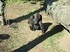 ueno_zoo_0110_mini.jpg