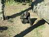 ueno_zoo_0112_mini.jpg