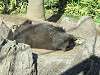 ueno_zoo_0113_mini.jpg