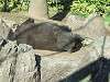 ueno_zoo_0114_mini.jpg