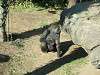 ueno_zoo_0115_mini.jpg