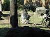 ueno_zoo_0116_mini.jpg