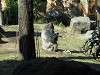 ueno_zoo_0117_mini.jpg