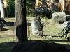 ueno_zoo_0118_mini.jpg