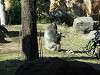 ueno_zoo_0119_mini.jpg
