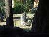 ueno_zoo_0120_mini.jpg