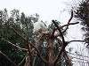 ueno_zoo_0122_mini.jpg