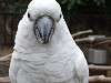 ueno_zoo_0124_mini.jpg