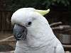 ueno_zoo_0125_mini.jpg