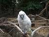 ueno_zoo_0126_mini.jpg