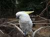 ueno_zoo_0127_mini.jpg