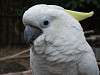ueno_zoo_0128_mini.jpg