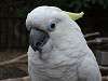 ueno_zoo_0129_mini.jpg