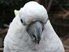 ueno_zoo_0130_mini.jpg