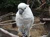 ueno_zoo_0131_mini.jpg